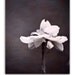 Spring Nature Photography, 8"x10" Affordable Fine Art Print. Flower Purple Blue White Wall Art Home Decor