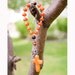 Carnelian and Tiger Eye Anglican Chaplet