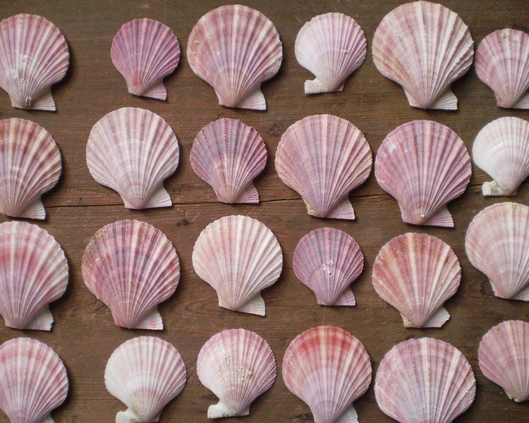 Pink Seashells - Scallop Specimens, Natural History Collection, Craft Shells - Lot of 25