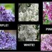 30 Lilac Bush Tree Plant Wholesale Mixed Lot Pink Red Purple White live healthy
