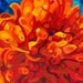 Abstract Fine Art Print 8x10 - Scarlet Interior Poppy
