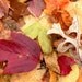 Late Fall Rain - Fine Art Photograph - 3 foot wall print