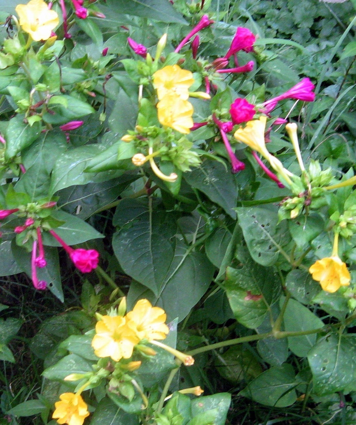 Four O'Clocks, Marvel of Peru, Mirabilis jalapa Organic Heirloom Seeds Night Blooming