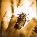 JEWELED CICADA Vintage Steampunk Ring Exclusive by 19 Moons - Neo Gothic Nouveau Alien Insect Bug Brass and Silver and Swarovski Crystal Jewel - Unisex FALL Ready To Ship