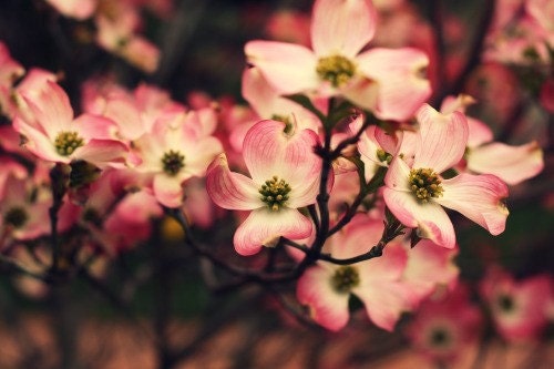 mayflowers