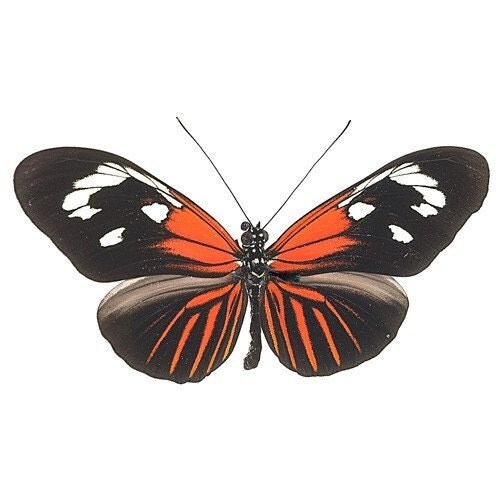  MARIPOSAS PARA DECOUPAGE
