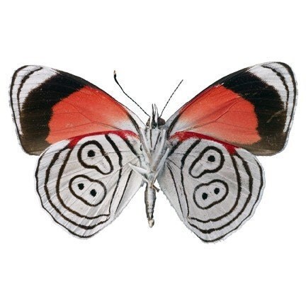  MARIPOSAS PARA DECOUPAGE