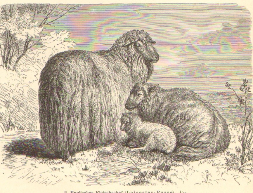 1897 sheep breeds  merino