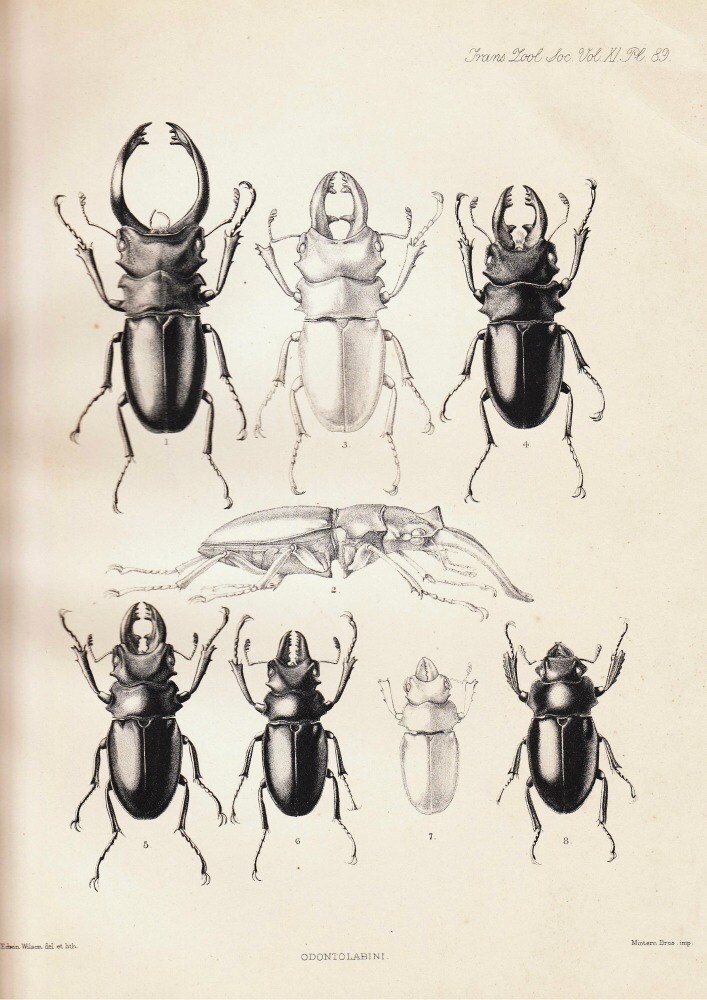 Odontolabis alces