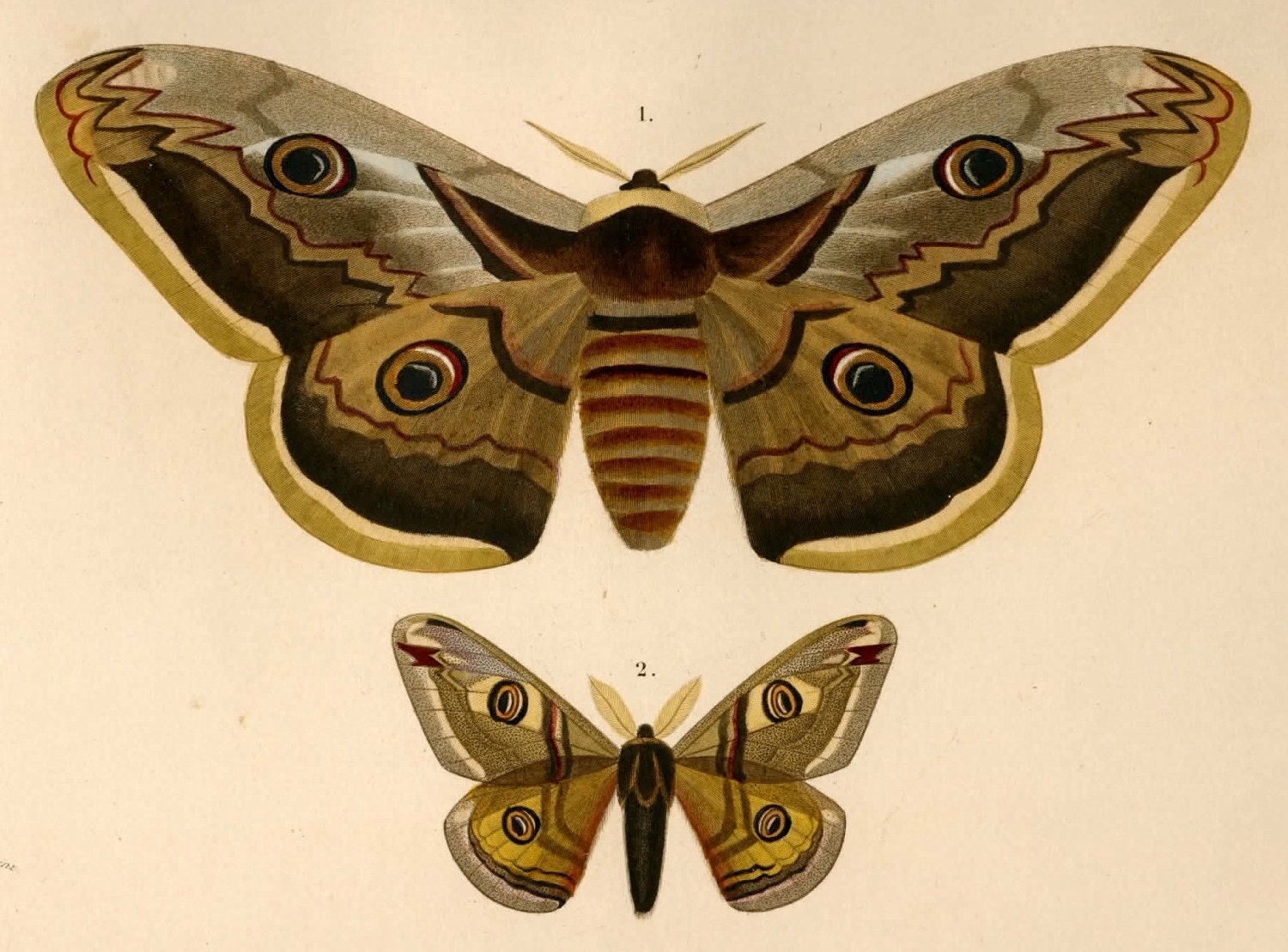  MARIPOSAS PARA DECOUPAGE