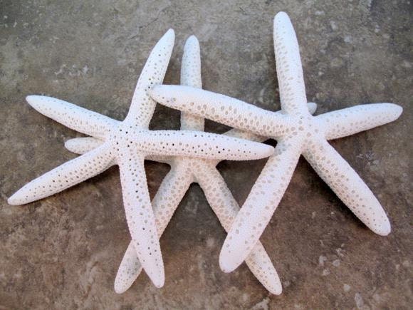 3 Large White Finger starfish 56 in nautical decor beach wedding