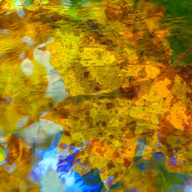WATERLEAF ABSTRACT NO.4