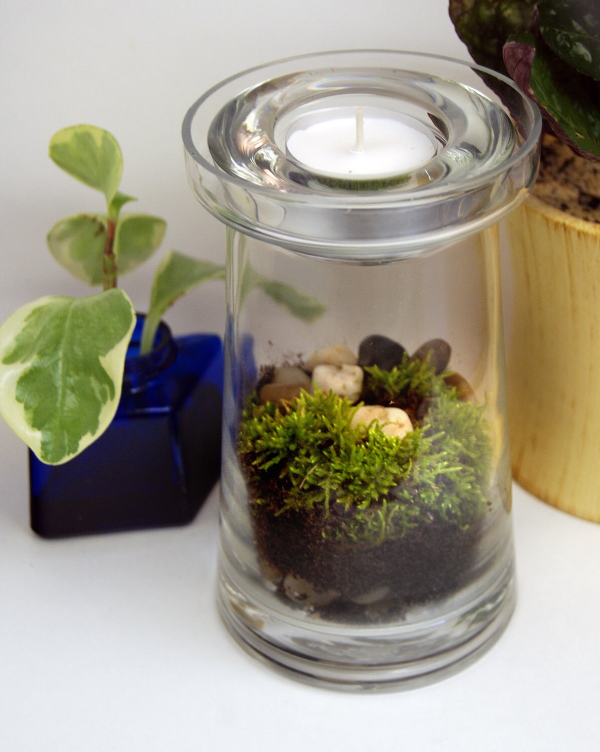 Tea Light Moss Terrarium Kit DIY Terrário, Terrario em vidro