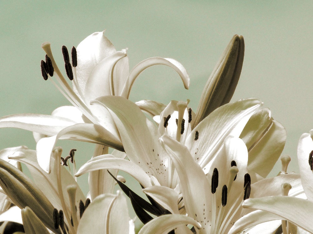 Mint and White Flower Photograph Asiatic Lily Floral Fine Art Wedding Decor 