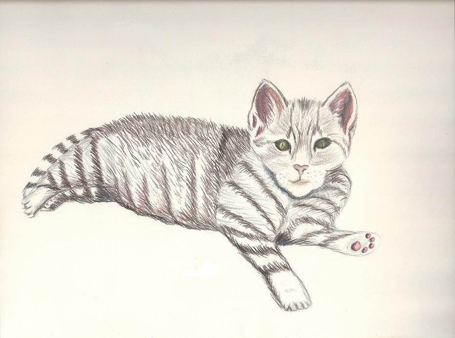 Art Prismacolor pencil Drawing Cat animal Original