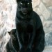 2BlackCats