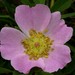 pasturerose