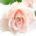 rosebudcottage