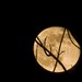 fullmoonrisings