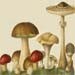 TheMushroomPatch