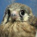 ravensrealm