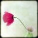 JKphotography