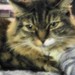 TheCatLadysCorner