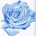 TealRoses