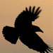 WestAstheCrowFlies