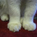 LuckyPawsCrafts