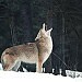 olcoyote