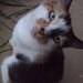AllyCat123