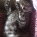 bluematildakitty