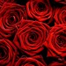 Rose Lynd