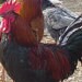 luvsroosters