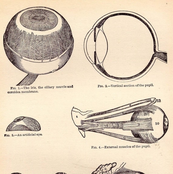 Vintage Human Anatomy Eye Chart 1908 Original Edwardian