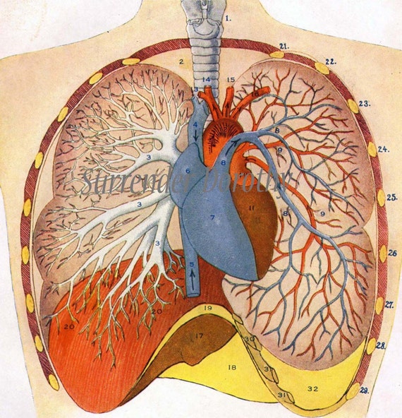 Heart Lungs Respiratory Circulatory Systems 1918 Human Anatomy