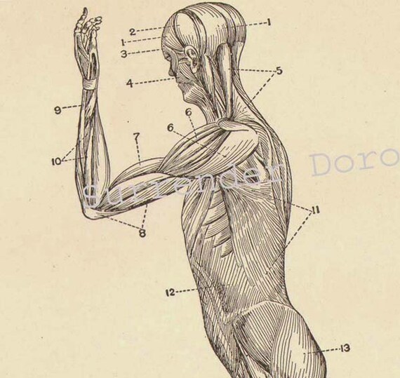 Muscle Man Chart Human Anatomy Muscular System Lateral View