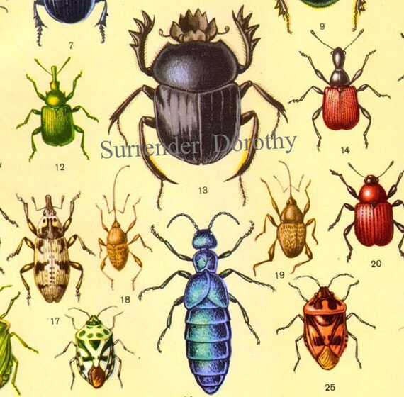 Beetle Bug Entomology Chart Natural History by SurrenderDorothy