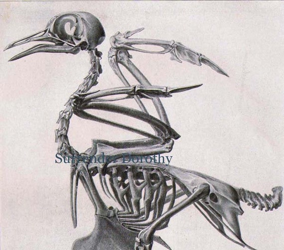 Bird Anatomy Skeleton Scientific Chart Vintage Ornithology