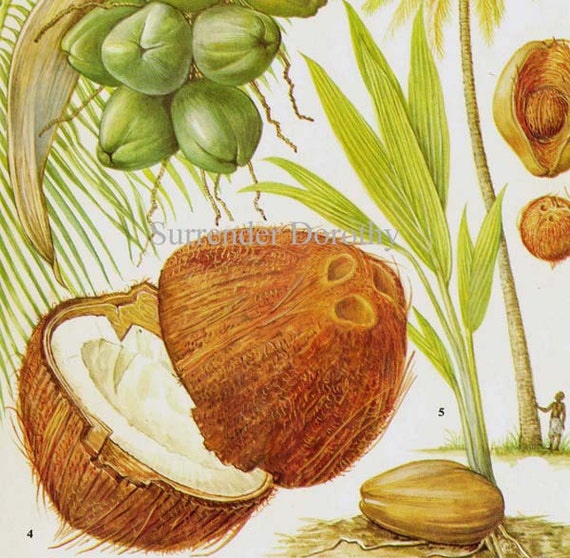 Coconut Palm Tree Tropical Fruit Chart Food Botanical Lithograph Illustration For Your Vintage Kitchen 19