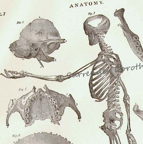 Human Anatomy Skeletal System Lateral View With Skulls 1892