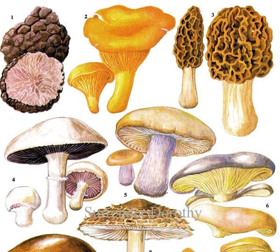 Edible Mushrooms Wild Vegetable Food Chart by SurrenderDorothy