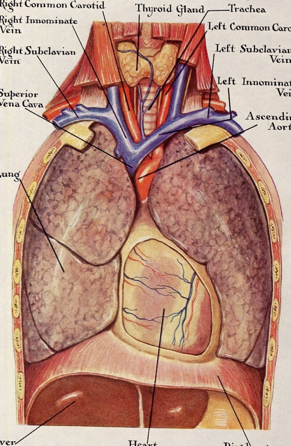 Human Anatomy Lungs Respiratory System Vintage Medical