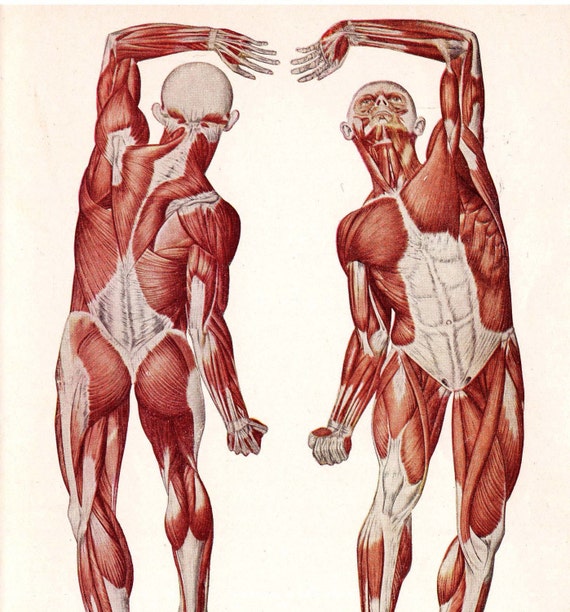 Back Muscles Anatomy Female / MUSCLES OF THE FEMALE FIGURE—POSTERIOR