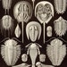 Trilobite Horseshoe Crab Shell Formations Haeckel Vintage Print Natural History Oceanography Victorian Scientific Lithograph
