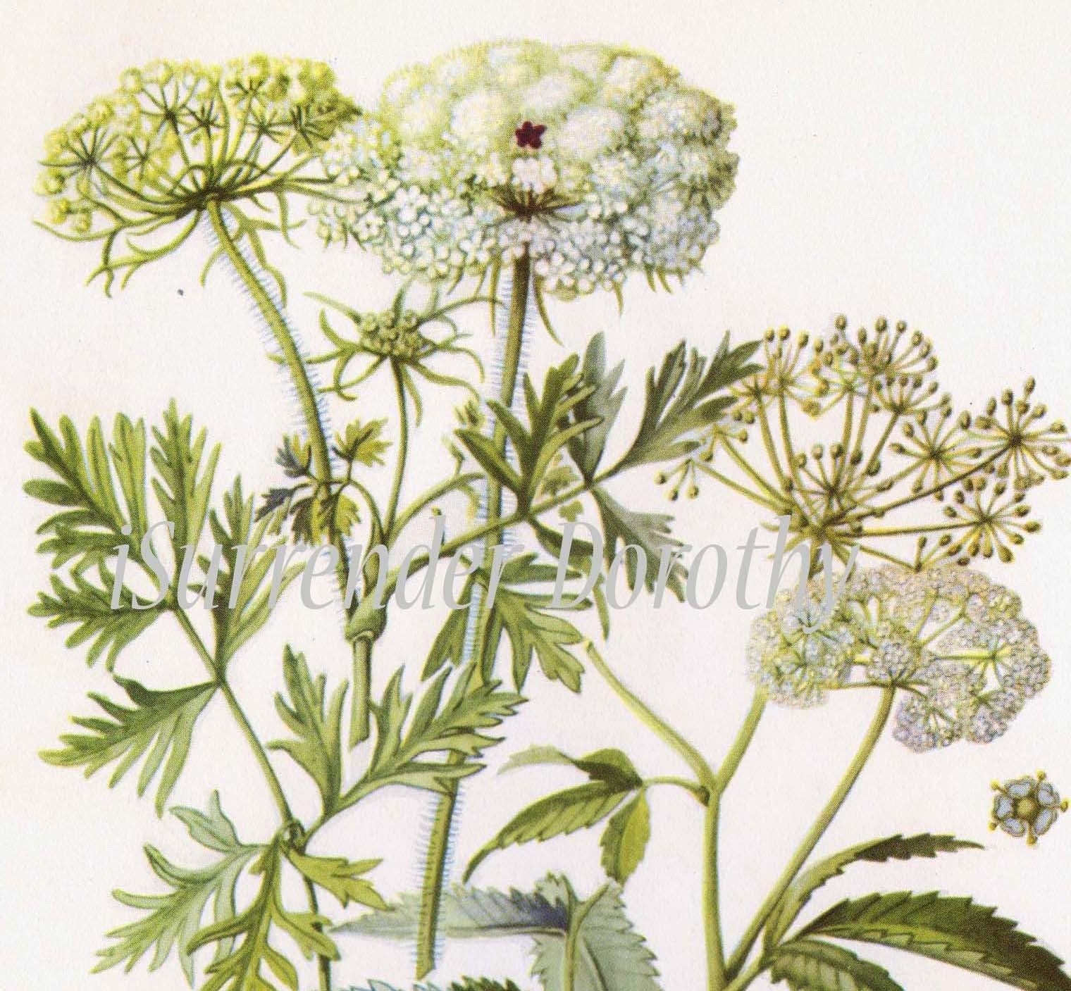 Queen Anne's Lace Botanical Lithograph Print