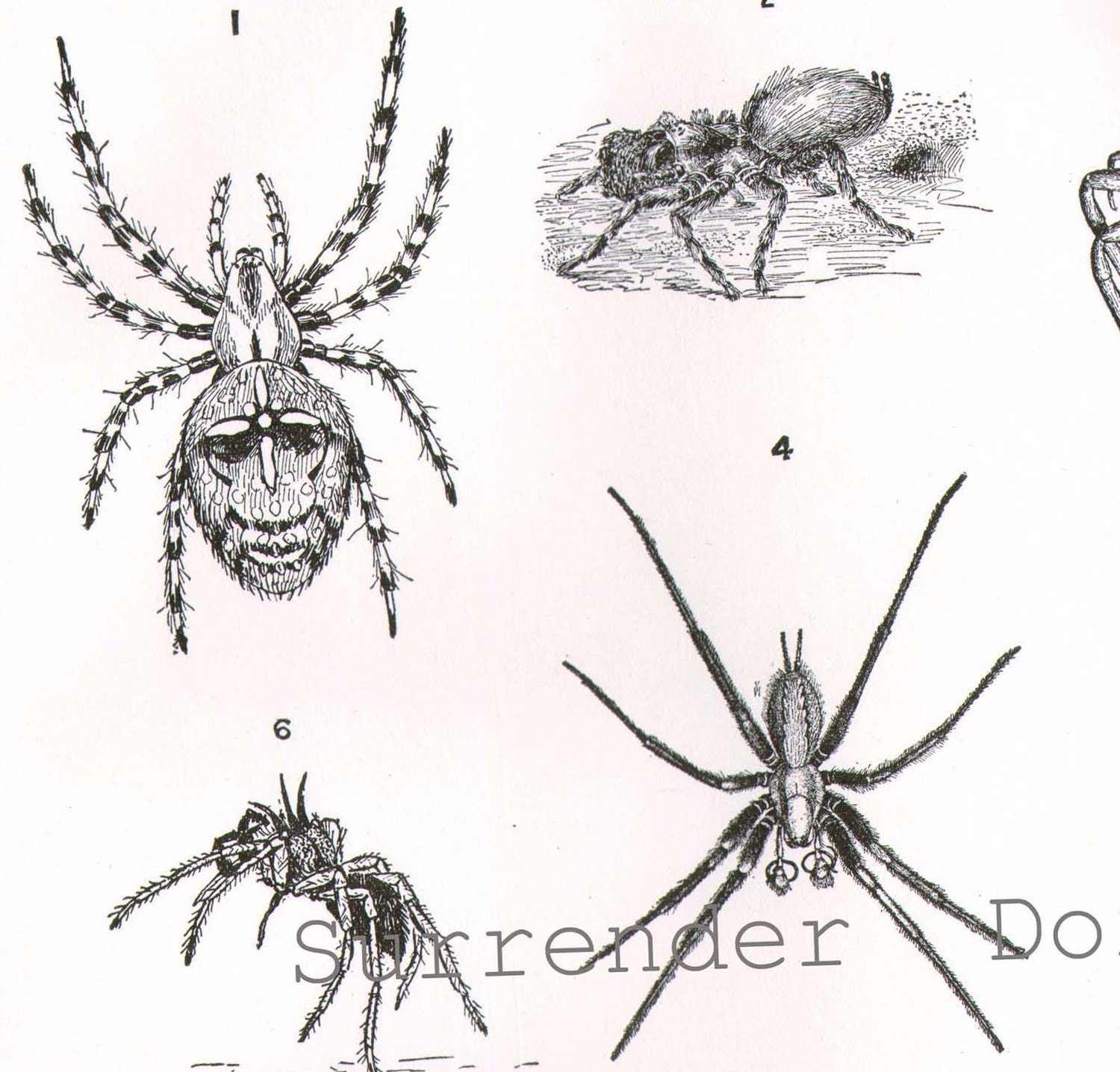 Arachnids Chart