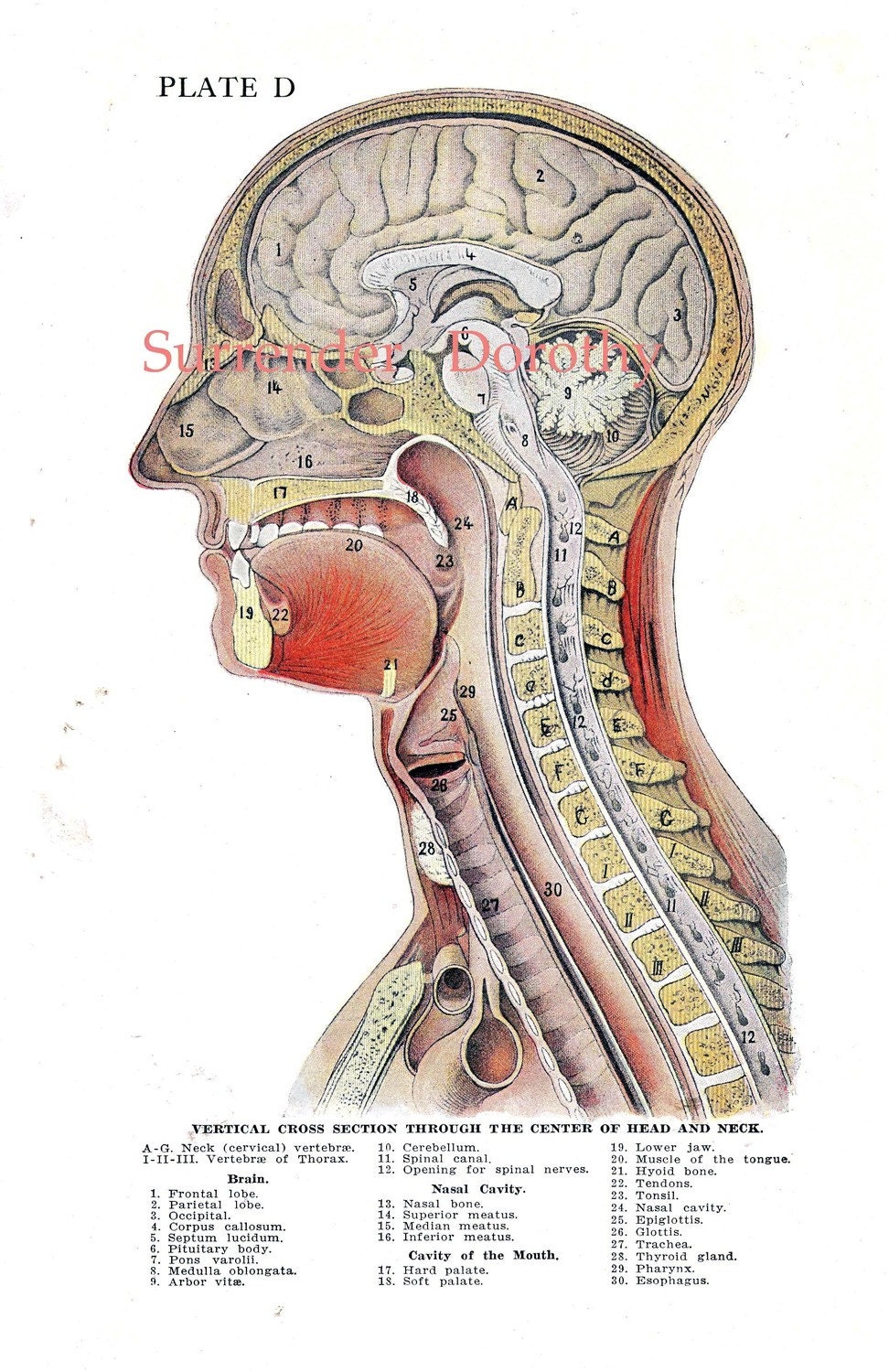Cross-Section Human Head Brain Anatomy Lithograph Illustration
