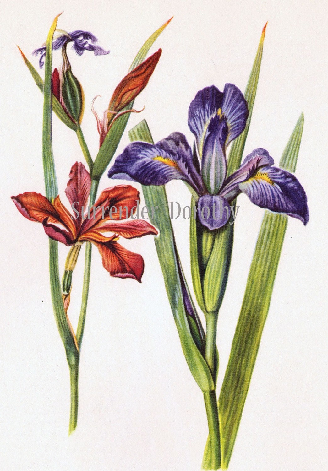 Red Iris Blue Flag Flower Botanical Art Print 1950s Vintage